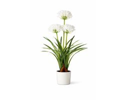 HEM Kunstplant Agapanthus Wit 80 cm in witte pot – Nepplant voor binnen – Realistische kunstbloemen – Ideaal Als Bureau Tussenwand