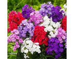 Herfstsering - Buitenplant Winterhard - Phlox Paniculata - 10 stuks - Tuinplant - Meerkleurig - Tuin Plant voor Buiten