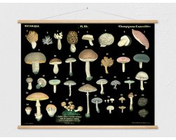 Heruitgave van vintage antieke Franse schoolplaat - Eetbare paddenstoelen