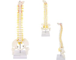 Het menselijk lichaam - anatomie model wervelkolom, 45 cm