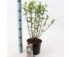 Hibiscus syr. 'Leopoldii' - Tuinhibiscus | 40-50 cm in pot