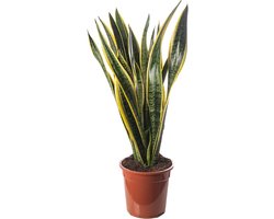 Hoge kamerplant, exotische plant voor je huis.