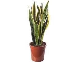 Hoge kamerplant, exotische plant voor je huis.