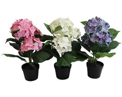 Hortensia in Pot - 40 cm