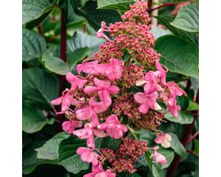 Hortensia Plant - Hydrangea Infinity - Tuinplant Winterhard - 3 stuks - Roze - Buitenplanten