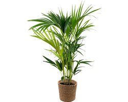 Howea Forsteriana Incl. Zeegras Mand - Kentia palm - Kamerplant - Luchtzuiverende plant voor binnen - ⌀19 cm - 90-100 cm