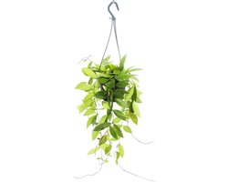Hoya gracilis opgehangen kamerplant met wasbloem en porseleinen bloem 14 cm pot