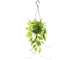 Hoya gracilis opgehangen kamerplant met wasbloem en porseleinen bloem 14 cm pot