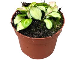 Hoya Heuschkeliana Variegata Kamerplant Potmaat Ø10,5 cm |Vers Van De Kweker