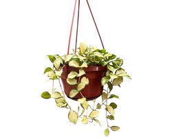 Hoya Heuschkeliana Variegata Kamerplant Potmaat Ø14 cm |Vers Van De Kweker