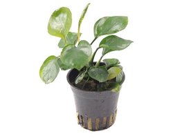 HS Aqua Anubias Nana Coin in 5 cm pot