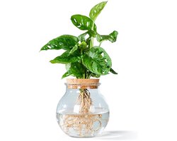 Hydroponie Monstera Adansonii - Glazen bol met kurk - Unieke kamerplant - Makkelijk in onderhoud - ShopVlot