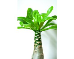 Ikhebeencactus | Brighamia Insignes | Hawaiian Palm | 12 cm pot | 25 cm hoog| Bijzondere kamerplant