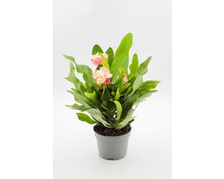 Ikhebeencactus | Euphorbia milii "Queen" | Christusdoorn | Prachtige bloeiende plant | 10,5 cm pot | makkelijke kamerplant | moederdag cadeau