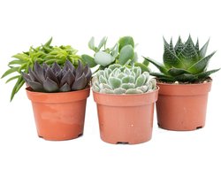 Ikhebeencactus Interieur set (10,5 cm) 5st Vetplant