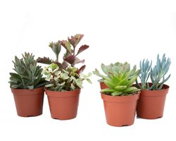 Ikhebeencactus Interieur set (8,5 cm) 6st Vetplant