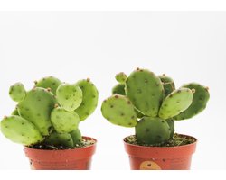 Ikhebeencactus | Opuntia Humifusa | Winterhard | 2 stuks | 10,5cm pot | Hoogte: 18 cm | Ideaal voor in de tuin | Cactus voor buiten | gele bloemen