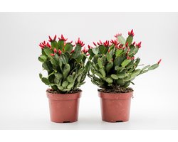 Ikhebeencactus | Rhipsalidopsis gaertneri | Oranje bloemen | Paascactus | Lidcactus | Bloeiende cactus | Set van 2 stuks | Makkelijke kamerplant | cadeautip
