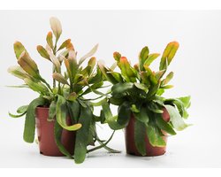 Ikhebeencactus | Rhipsalis Ramulosa Red coral | 2 stuks | Ø 12 cm | ↕ 20 cm