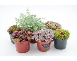 Ikhebeencactus | Rotsplanten WEEKENDEAL | Winterharde buitenplanten | Rock deals | set van 5 stuks| Pot 8,5 cm | Mooi op kleur!