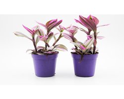 Ikhebeencactus | Tradescantia Nanouk | Kamerplant | 2 stuks | 8,5cm pot
