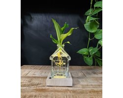 Intenz | Oslo | Glazen huisje met plant op water | Dracena