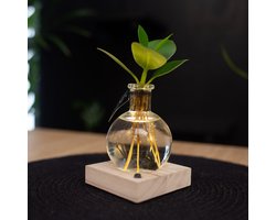 Intenz | Samoa | Lichtplantje | Clusia rosea Princess | Mangrove