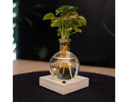 Intenz | Samoa | Lichtplantje | Syngonium Neon | Mangrove