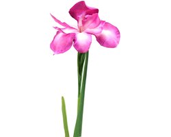 Iris kunstmatig Roze 78cm