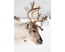 IXXI Reindeer in Norway, Henrike Schenk - 100 x 140 cm - Gratis ophangtool - Grote wanddecoratie en posters - Minimalisme, Fotografie, Naturalisme