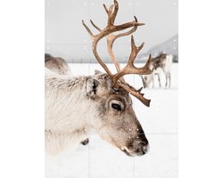 IXXI Reindeer in Norway, Henrike Schenk - 60 x 80 cm - Gratis ophangtool - Grote wanddecoratie en posters - Realisme, Fotografie, Naturalisme