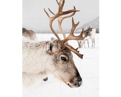 IXXI Reindeer in Norway, Henrike Schenk - 80 x 100 cm - Gratis ophangtool - Grote wanddecoratie en posters - Minimalisme, Fotografie, Naturalisme