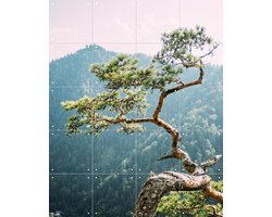 IXXI Sokolica Pine Tree, Pati Photography - 80 x 100 cm - Gratis ophangtool - Grote wanddecoratie en posters - Fotografie, Naturalisme, Woonkamer