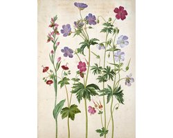 IXXI Watercolour, Johann Jakob Walther & Victoria and Albert Museum - 100 x 140 cm - Grote wanddecoratie en posters - Naturalisme, Illustraties