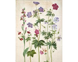 IXXI Watercolour, Johann Jakob Walther & Victoria and Albert Museum - 60 x 80 cm - Gratis ophangtool - Grote wanddecoratie en posters - Illustraties