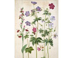 IXXI Watercolour, Johann Jakob Walther & Victoria and Albert Museum - 60 x 80 cm - Gratis ophangtool - Grote wanddecoratie en posters - Naturalisme