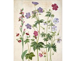 IXXI Watercolour, Johann Jakob Walther & Victoria and Albert Museum - 80 x 100 cm - Gratis ophangtool - Grote wanddecoratie en posters - Illustraties