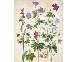 IXXI Watercolour, Johann Jakob Walther & Victoria and Albert Museum - 80 x 100 cm - Gratis ophangtool - Grote wanddecoratie en posters - Naturalisme