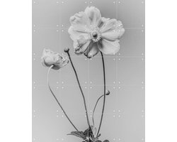 IXXI White Anamoon, Sander van Laar - 80 x 100 cm - Gratis ophangtool - Grote wanddecoratie en posters - Fotografie, Woonkamer, Slaapkamer, Natuur