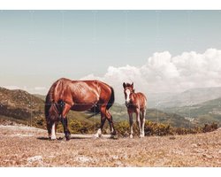 IXXI Wild Horses, Ingrid Beddoes - 140 x 100 cm - Gratis ophangtool - Grote wanddecoratie en posters - Fotografie, Naturalisme, Woonkamer, Platteland
