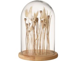 J-Line decoratie Stolp Droogbloemen - glas/hout - ecru/bruin - small