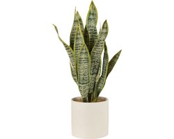 J-Line plant Sansevieria In Pot - kunststof - groen - extra large