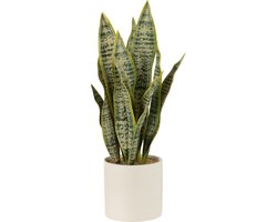 J-Line plant Sansevieria in pot - kunststof - groen - large