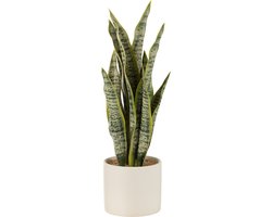 J-Line plant Sansevieria in pot - kunststof - groen - medium