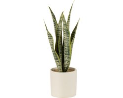 J-Line plant Sansevieria in pot - kunststof - groen - small