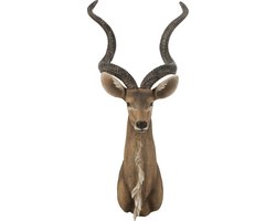 J-Line wanddecoratie Antilope Kop - polyresin - bruin