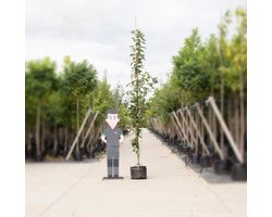Japanse zuil sierkers | Prunus serr. 'Amanogawa' 20-40 cm| Bomenbezorgd.nl