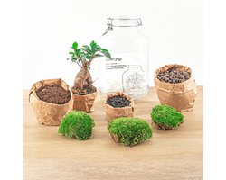JAR - DIY Planten Terrarium - Weckpot - Ecosysteem plant - Ø 18 cm ↑ 28 cm
