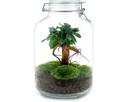 Jar Planten terrarium - ↑ 28 cm
