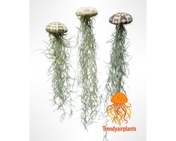 Jelly-Fish Set met Zee-egels & Luchtplantjes - Origineel Cadeau
